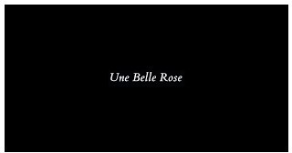 Une Belle Rose