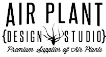 Air Plant Source