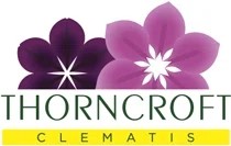Thorncroft Clematis