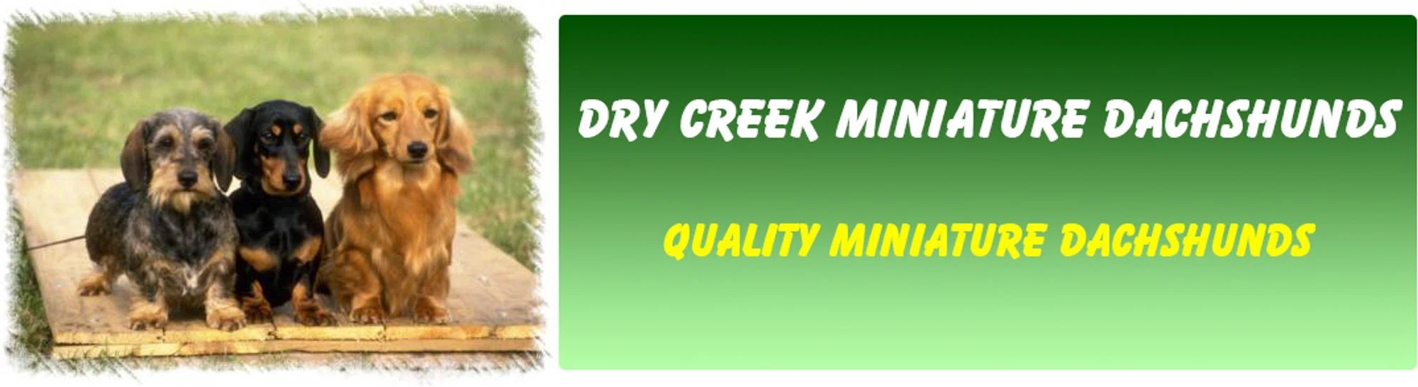 Dry Creek Miniature Dachshunds