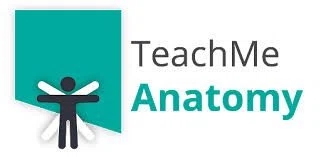 TeachMeAnatomy
