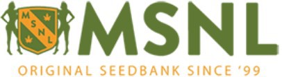Marijuana Seeds