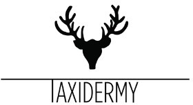 Taxidermy