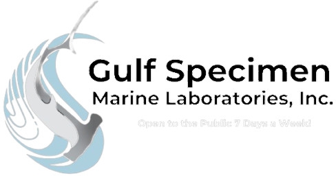 gulf specimen