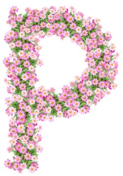 The Pink Reef Jewelry