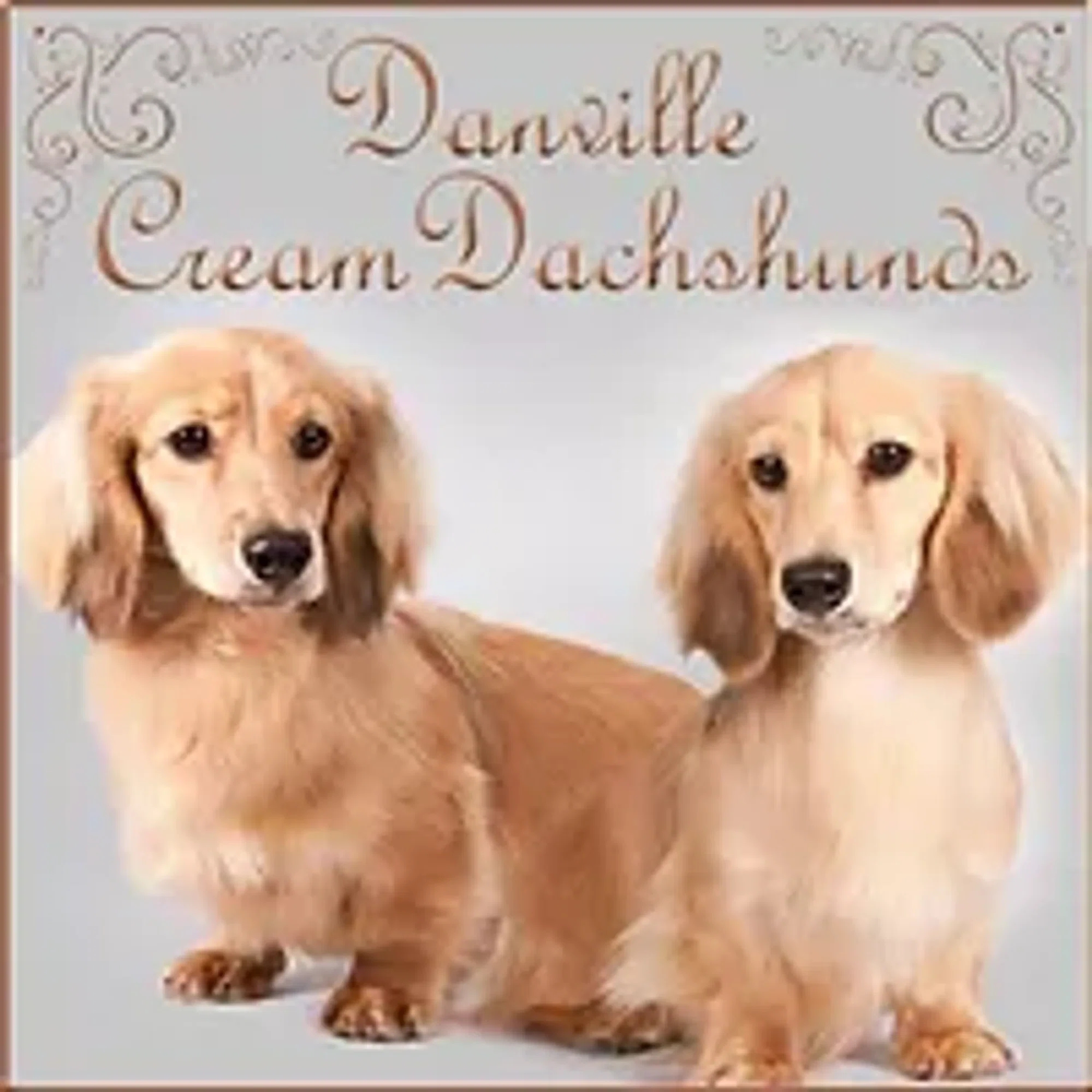 Danville Cream Dachshunds