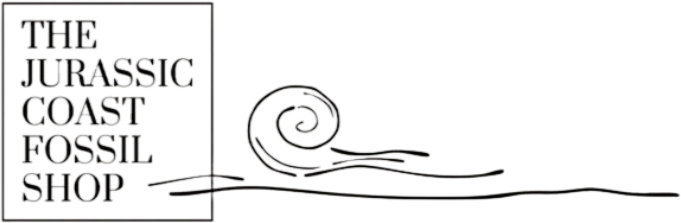 The Jurassic Coast Fossil Shop