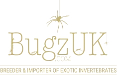 BugzUK