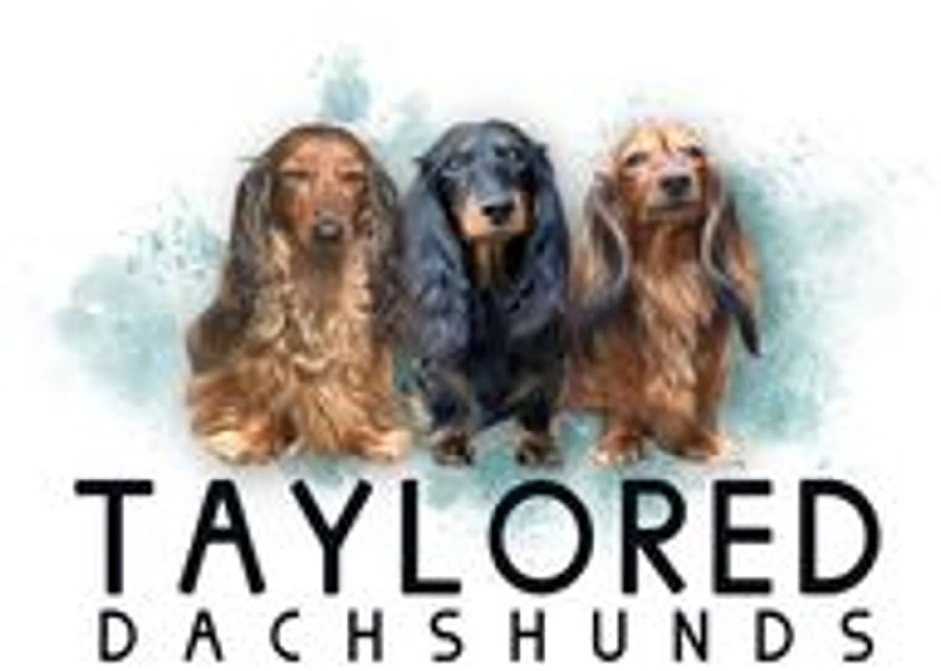 Taylored Dachshunds