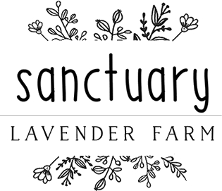 Sanctuary Lavender
