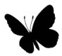Black Butterflyy Boutique