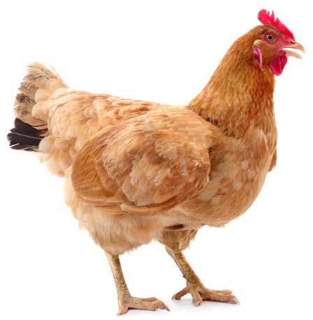 Ohcluckit