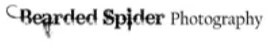 Bearded Spider Photography