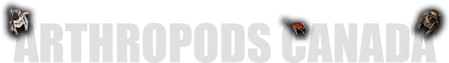 Arthropods Canada