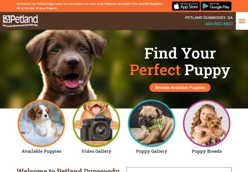 Petland Dunwoody Puppies For Sale capture - 2024-02-06 22:19:25
