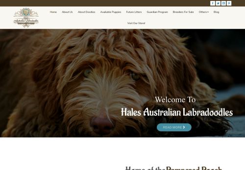 Hales Australian Labradoodles capture - 2024-02-21 22:05:49