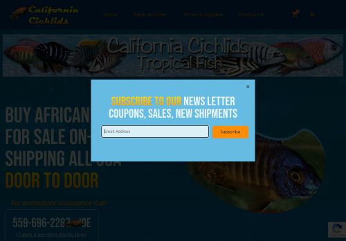 California Cichlids capture - 2024-03-13 09:05:55