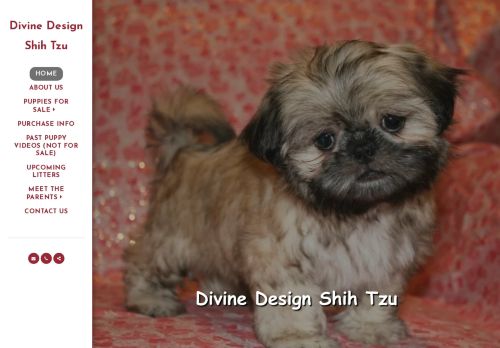Divine Design Shih Tzu capture - 2024-04-06 19:21:16