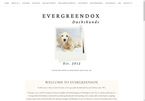 Evergreendox Dachshunds capture - 2025-04-16 10:27:19