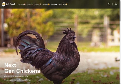 eFowl capture - 2025-04-16 11:56:30