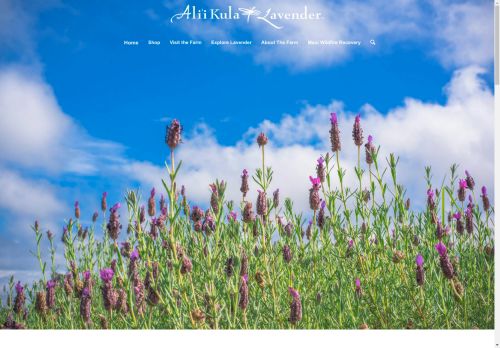 Ali'i Kula Lavender capture - 2025-04-17 12:20:37