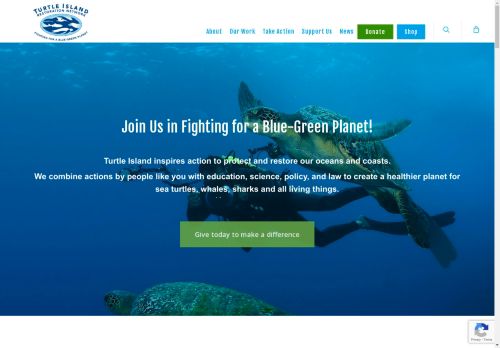 seaturtles capture - 2025-04-19 09:09:17