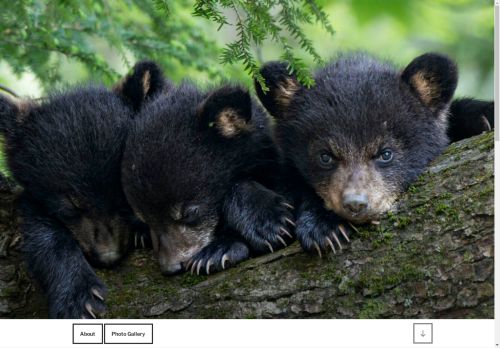 smokymountainphotographyexcursions.com capture - 2025-04-24 07:28:53