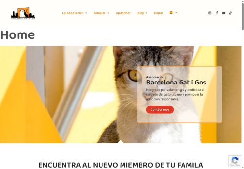 barcelonagatigos.org capture - 2025-05-08 13:57:10
