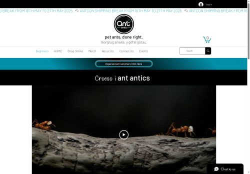 Ant Antics capture - 2025-05-19 18:06:52