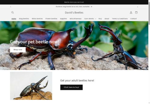 David's Beetles capture - 2025-05-24 04:21:44