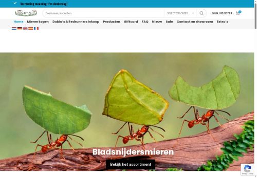 Quality Ants capture - 2025-06-05 03:29:48