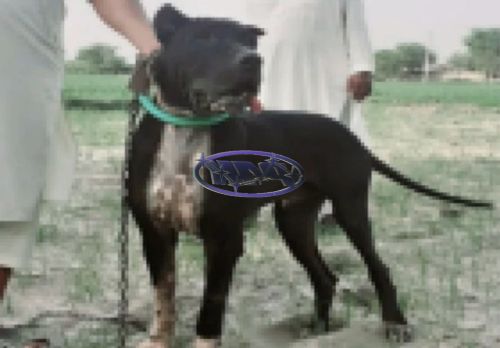 p4k.graphics capture - 2025-06-05 13:29:31