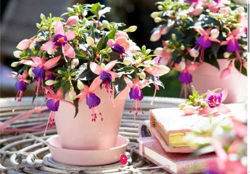 uniquebotanica.com capture - 2025-07-05 20:47:28