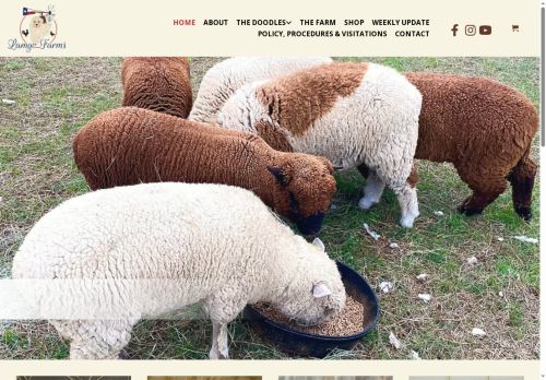 englishcreamminigoldendoodles.net capture - 2025-07-19 23:03:23