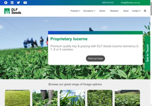 DLF seeds capture - 2025-07-31 05:45:26