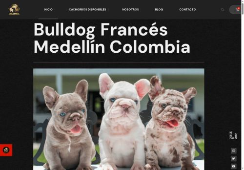 bulldogfrancesmedellin.com capture - 2025-08-15 17:11:12