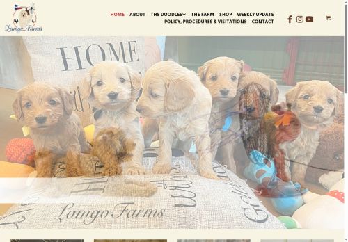 minigoldendoodlepuppiesforsale.com capture - 2025-10-07 08:00:14