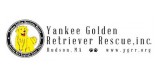 Yankee Golden Retriever Rescue