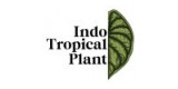 Indo Tropical Plant
