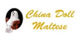 China Doll Maltese