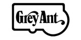 Grey Ant